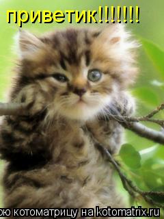 приветик!!!!!!!... Котоматрица: приветик!!!!!!!