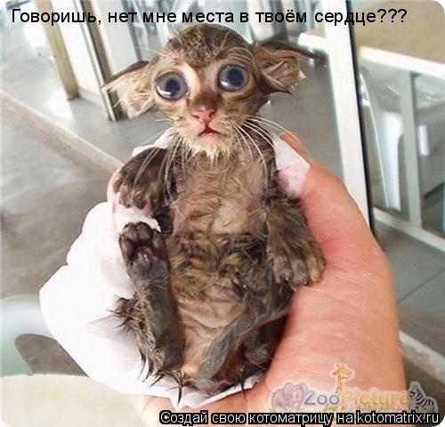 Говоришь, нет мне места в твоём сердце???... Котоматрица: Говоришь, нет мне места в твоём сердце???