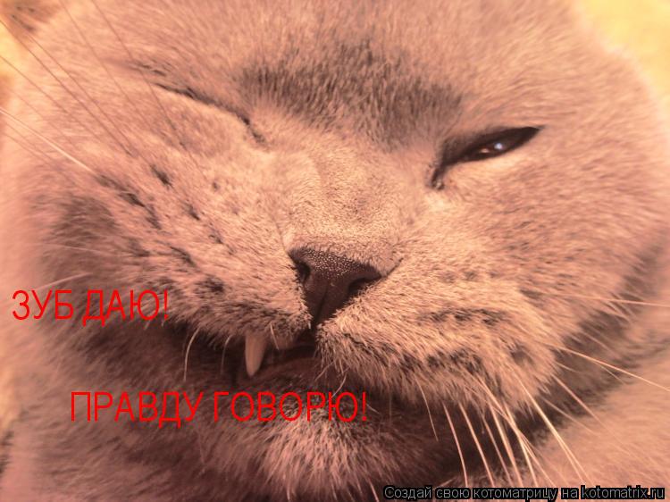 Котоматрица: ПРАВДУ ГОВОРЮ! ЗУБ ДАЮ!
