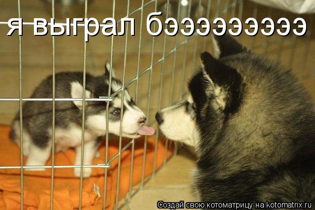 я выграл бэээээээээ... Котоматрица: я выграл бэээээээээ