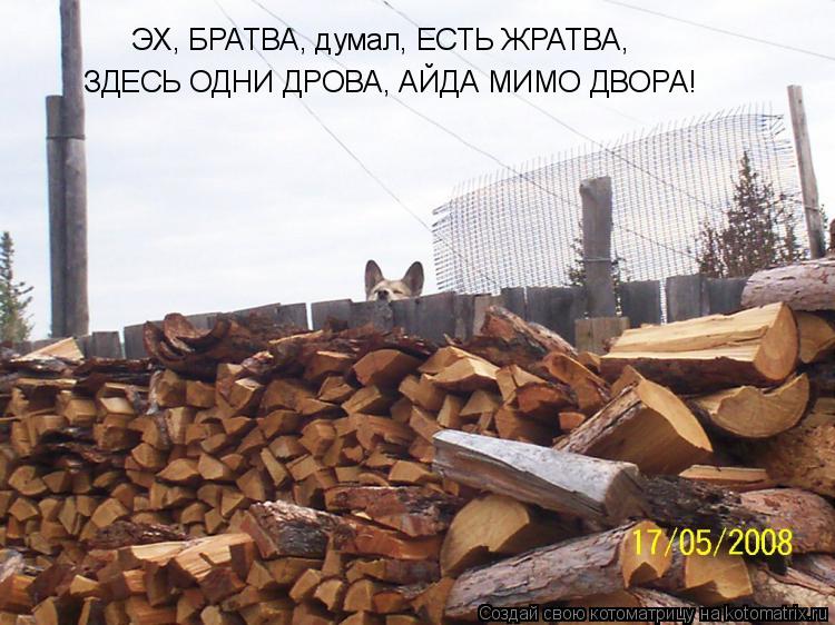 ЭХ, БРАТВА, думал, ЕСТЬ ЖРАТВА, ЗДЕСЬ ОДНИ ДРОВА, АЙДА МИМО ДВОРА!... Котоматрица: ЭХ, БРАТВА, думал, ЕСТЬ ЖРАТВА, ЗДЕСЬ ОДНИ ДРОВА, АЙДА МИМО ДВОРА!