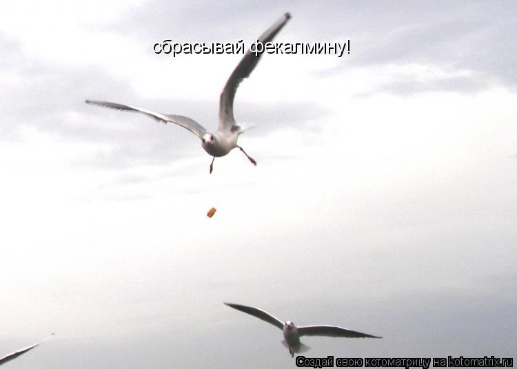 сбрасывай фекалмину!... Котоматрица: сбрасывай фекалмину!