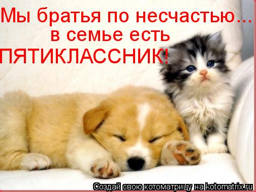 Котоматрица: Мы братья по несчастью... в семье есть ПЯТИКЛАССНИК!