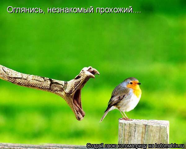 Оглянись, незнакомый прохожий....... Котоматрица: Оглянись, незнакомый прохожий....