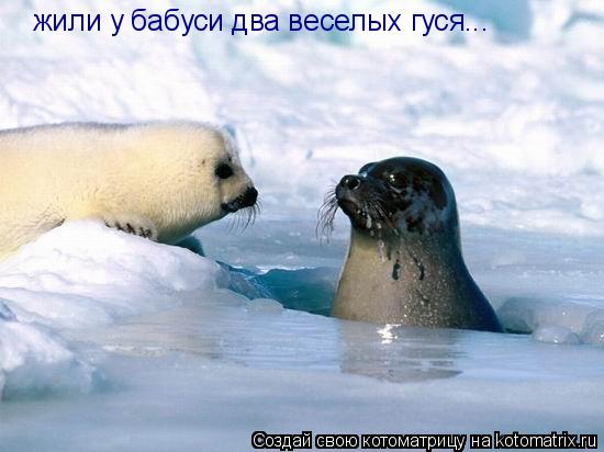 жили у бабуси два веселых гуся...... Котоматрица: жили у бабуси два веселых гуся...