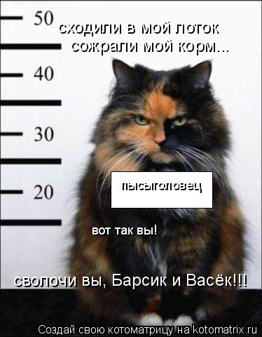 Котоматрица: пысыголовец вот так вы! сожрали мой корм... сходили в мой лоток сволочи вы, Барсик и Васёк!!!