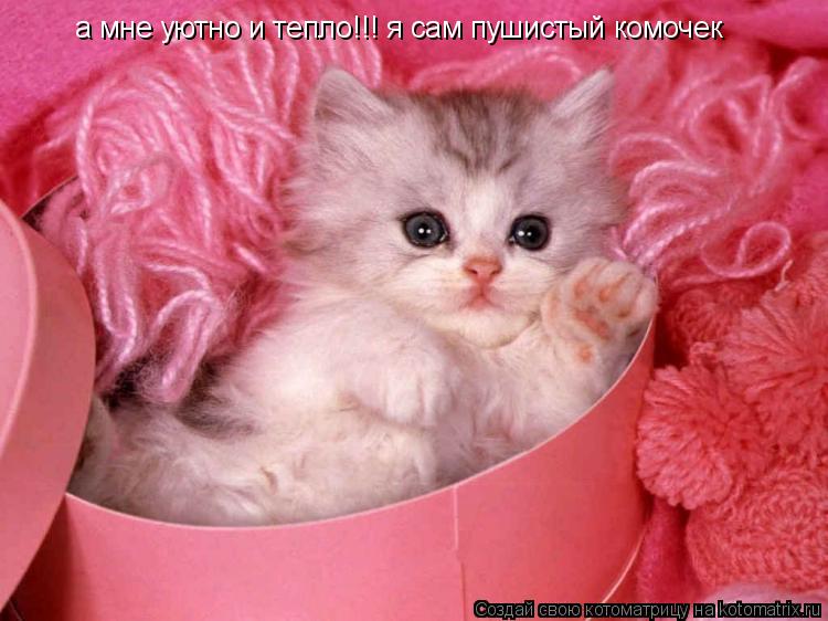 а мне уютно и тепло!!! я сам пушистый комочек... Котоматрица: а мне уютно и тепло!!! я сам пушистый комочек