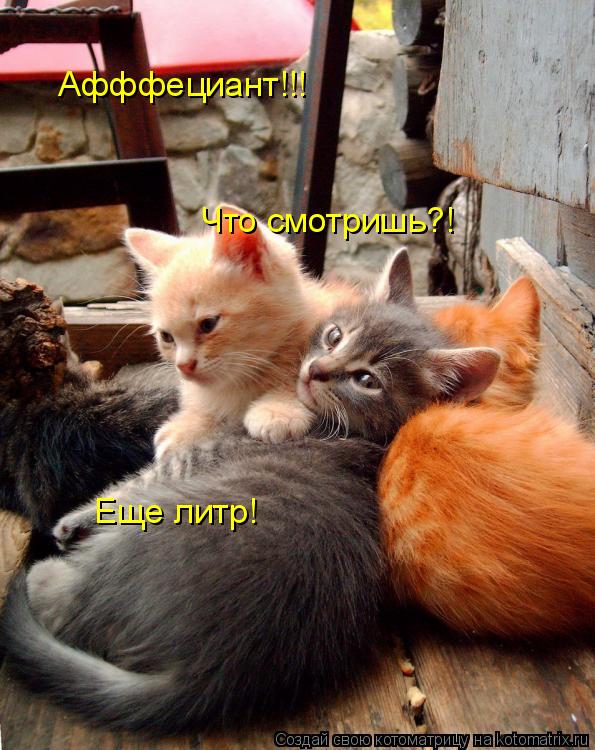 Афффециант!!! Что смотришь?! Еще литр!... Котоматрица: Афффециант!!! Что смотришь?! Еще литр!