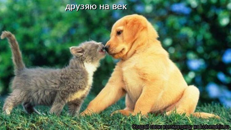 друзяю на век... Котоматрица: друзяю на век