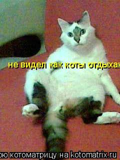Котоматрица: не видел как коты отдыхают