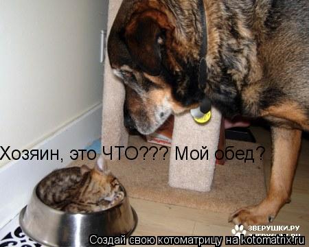 Хозяин, это ЧТО??? Мой обед?... Котоматрица: Хозяин, это ЧТО??? Мой обед?