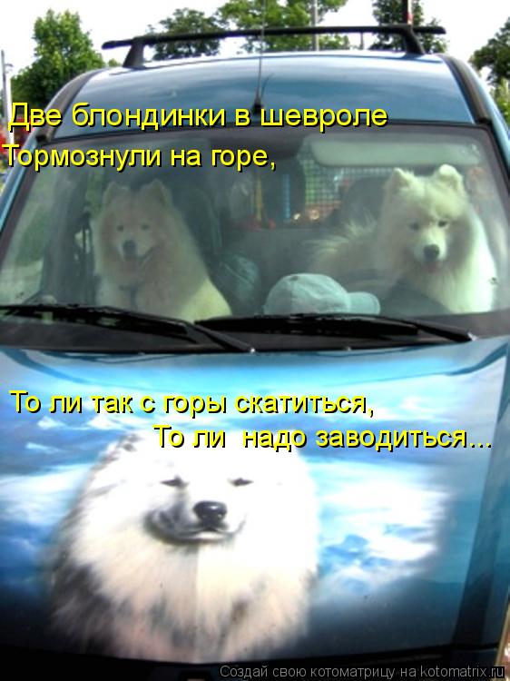 Две блондинки в шевроле Тормознули на горе, То ли так с горы скатиться, То ли надо заводиться...... Котоматрица: Две блондинки в шевроле Тормознули на горе, То ли так с горы скатиться, То ли надо заводиться...