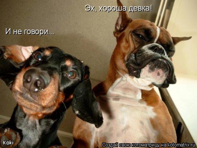 Эх, хороша девка! И не говори...... Котоматрица: Эх, хороша девка! И не говори...