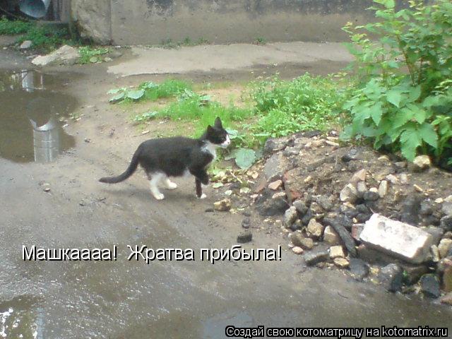 Машкаааа! Жратва прибыла!... Котоматрица: Машкаааа! Жратва прибыла!