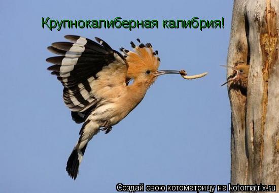 Котоматрица: Крупнокалиберная калибрия!