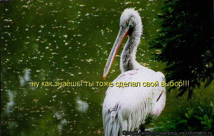 ну как знаешь! ты тоже сделал свой выбор!!!... Котоматрица: ну как знаешь! ты тоже сделал свой выбор!!!