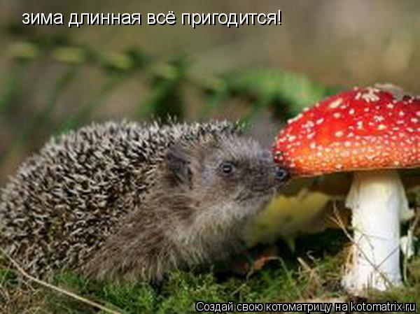 зима длинная всё пригодится!... Котоматрица: зима длинная всё пригодится!