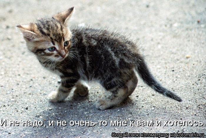 Котоматрица: И не надо, и не очень-то мне к вам и хотелось..