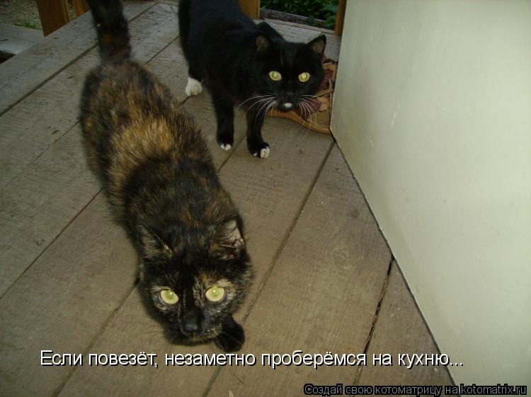 Если повезёт, незаметно проберёмся на кухню...... Котоматрица: Если повезёт, незаметно проберёмся на кухню...