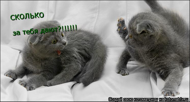 СКОЛЬКО за тебя дают?!!!!!!... Котоматрица: СКОЛЬКО за тебя дают?!!!!!!