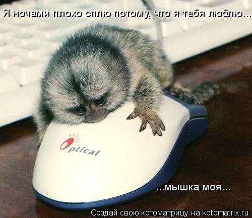 Я ночами плохо сплю потому, что я тебя люблю..... ...мышка моя...... Котоматрица: Я ночами плохо сплю потому, что я тебя люблю..... ...мышка моя...