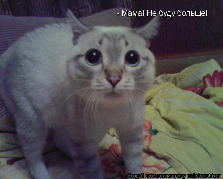 - Мама! Не буду больше!... Котоматрица: - Мама! Не буду больше!