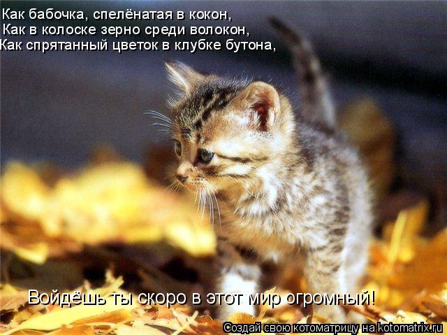 Как бабочка, спелёнатая в кокон, Как в колоске зерно среди волокон, Как спрятанный цветок в клубке бу... Котоматрица: Как бабочка, спелёнатая в кокон, Как в колоске зерно среди волокон, Как спрятанный цветок в клубке бутона, Войдёшь ты скоро в этот мир огромн