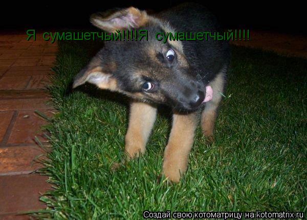 Я сумашетчый!!!!Я сумашетчый!!!!... Котоматрица: Я сумашетчый!!!!Я сумашетчый!!!!