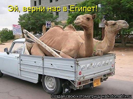 Эй, верни нас в Египет!... Котоматрица: Эй, верни нас в Египет!