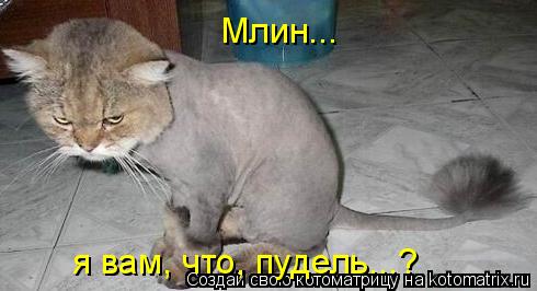 Млин... я вам, что, пудель...?... Котоматрица: Млин... я вам, что, пудель...?