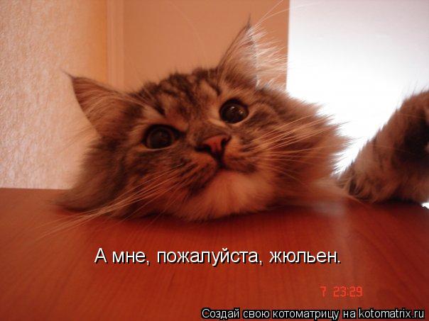 Котоматрица: А мне, пожалуйста, жюльен.