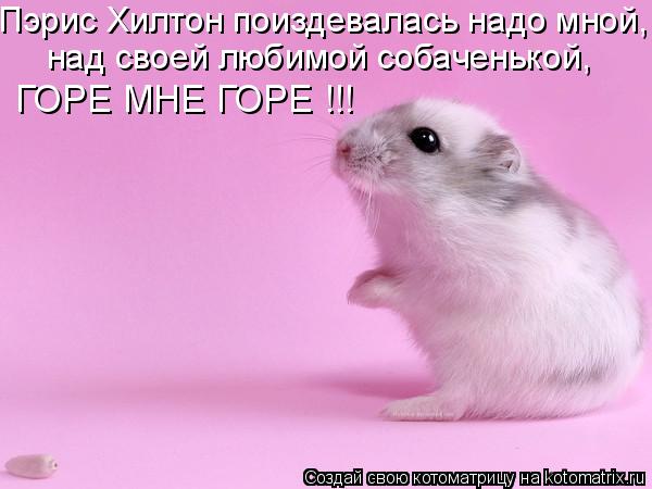 Котоматрица: Пэрис Хилтон поиздевалась надо мной,  над своей любимой собаченькой, ГОРЕ МНЕ ГОРЕ !!!