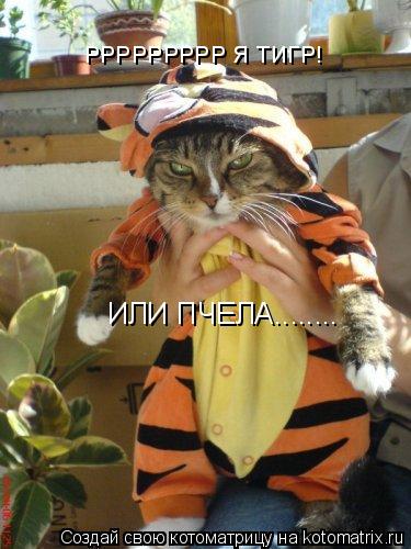 РРРРРРРРР Я ТИГР! ИЛИ ПЧЕЛА........... Котоматрица: РРРРРРРРР Я ТИГР! ИЛИ ПЧЕЛА........