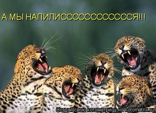 А МЫ НАПИЛИССССССССССССЯ!!!... Котоматрица: А МЫ НАПИЛИССССССССССССЯ!!!