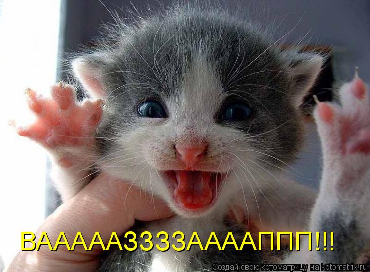 Котоматрица: ВАААААЗЗЗЗААААППП!!!