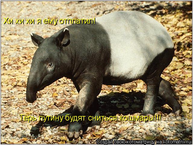 Хи хи хи я ему отплатил! Терь путину будят сниться кошмары!!!... Котоматрица: Хи хи хи я ему отплатил! Терь путину будят сниться кошмары!!!