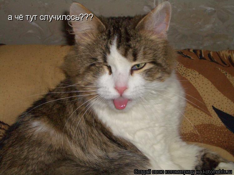 а чё тут случилось???... Котоматрица: а чё тут случилось???