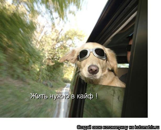 Котоматрица: Жить нужно в кайф ! Жить нужно в кайф !