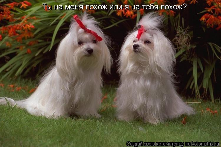 Котоматрица: Ты на меня похож или я на тебя похож?