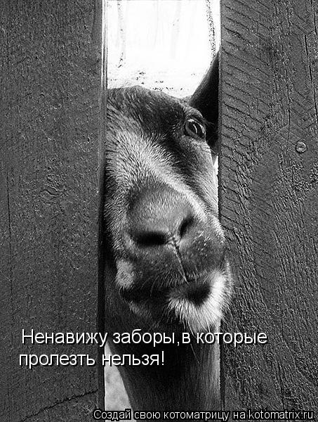 Ненавижу заборы,в которые пролезть нельзя!... Котоматрица: Ненавижу заборы,в которые пролезть нельзя!