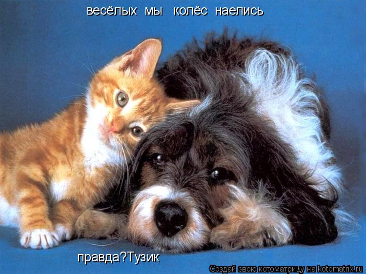 Котоматрица: весёлых  мы   колёс  наелись правда?Тузик