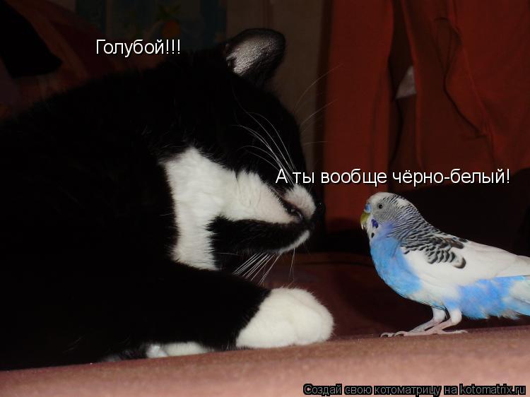 Голубой!!! А ты вообще чёрно-белый!... Котоматрица: Голубой!!! А ты вообще чёрно-белый!