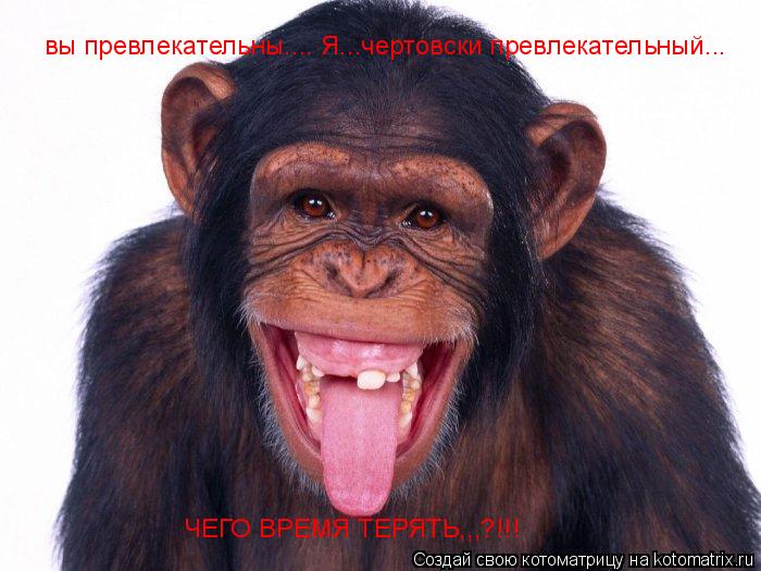 вы превлекательны.... Я...чертовски превлекательный... ЧЕГО ВРЕМЯ ТЕРЯТЬ,,,?!!!... Котоматрица: вы превлекательны.... Я...чертовски превлекательный... ЧЕГО ВРЕМЯ ТЕРЯТЬ,,,?!!!