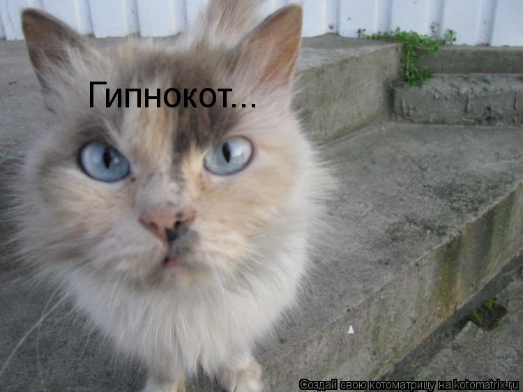 Гипнокот...... Котоматрица: Гипнокот...