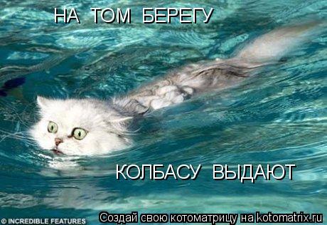 НА ТОМ БЕРЕГУ КОЛБАСУ ВЫДАЮТ... Котоматрица: НА ТОМ БЕРЕГУ КОЛБАСУ ВЫДАЮТ