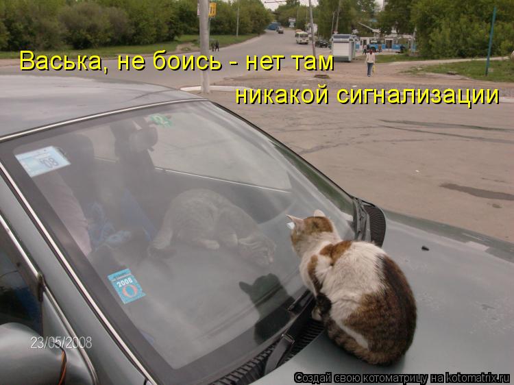 Котоматрица: Васька, не боись - нет там никакой сигнализации
