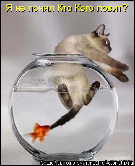 Котоматрица: Я не понял Кто Кого ловит?