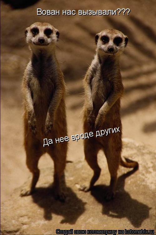 Вован нас вызывали??? Да нее вроде других... Котоматрица: Вован нас вызывали??? Да нее вроде других