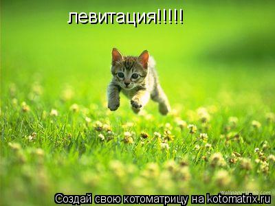 левитация!!!!!... Котоматрица: левитация!!!!!
