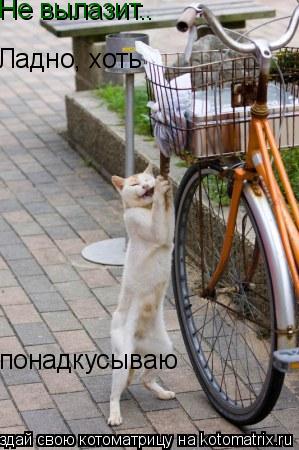 Не вылазит.. Ладно, хоть понадкусываю... Котоматрица: Не вылазит.. Ладно, хоть понадкусываю